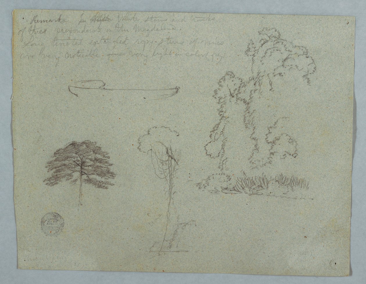 Dessin, Études de la nature du Rio Magdalena, Colombie :  Arbres, lianes et canoë, mai 1853 - Frederic Edwin Church