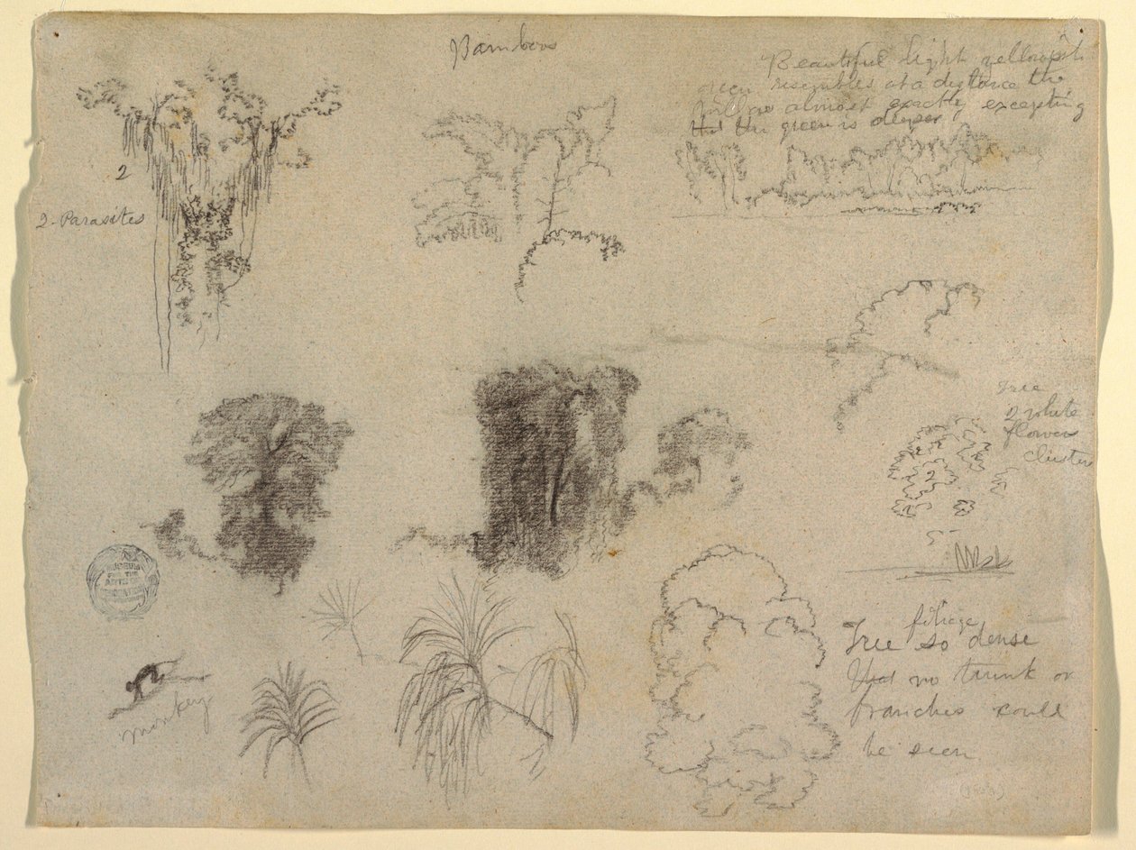 Dessin, études de la nature, probablement de Colombie : Singe, parasites et arbres, 1853 - Frederic Edwin Church