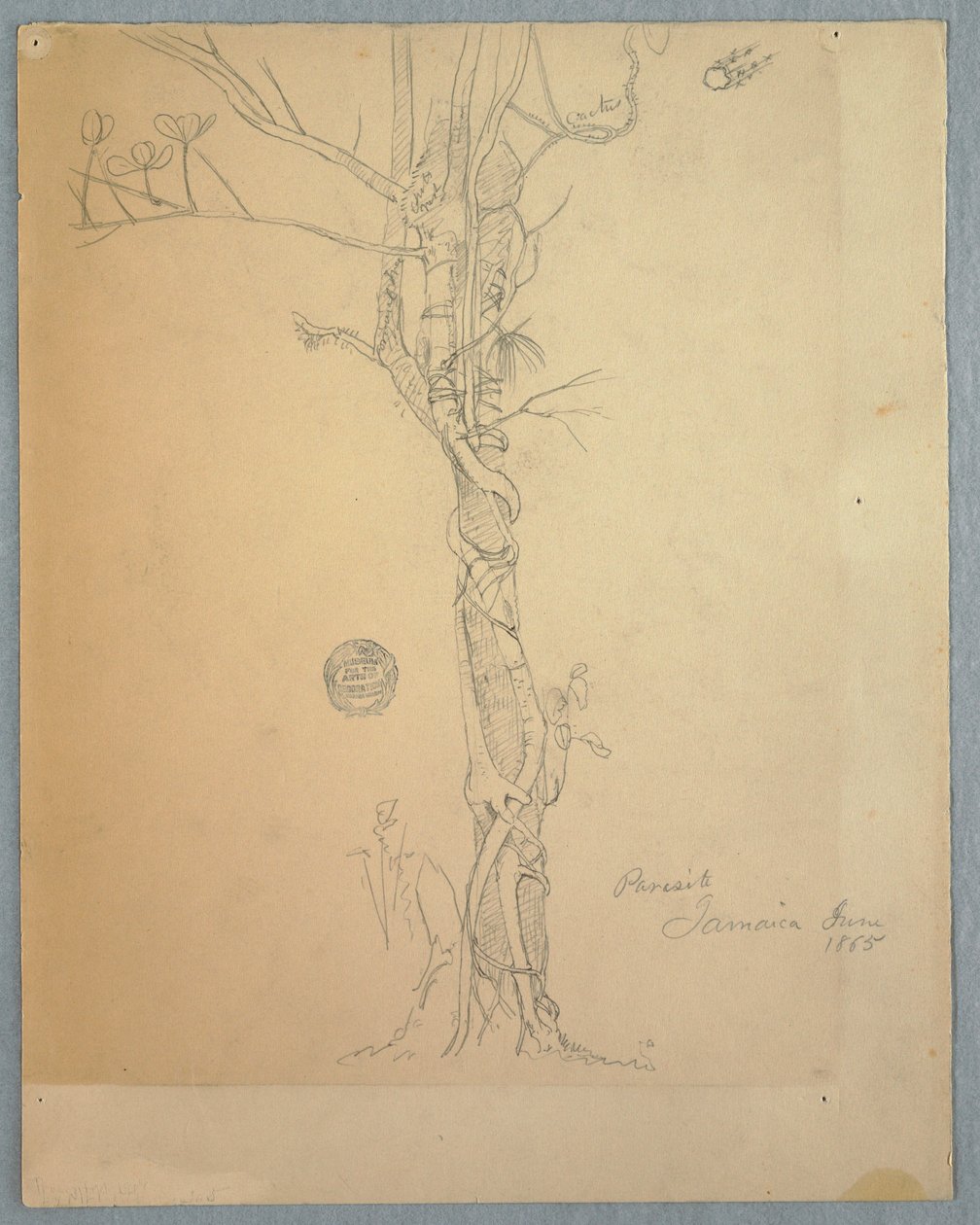 Dessin, plaie parasitaire autour d