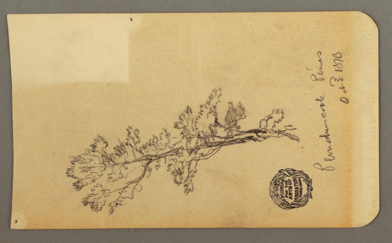 Dessin, Pine Tree, 3 octobre 1878 - Frederic Edwin Church