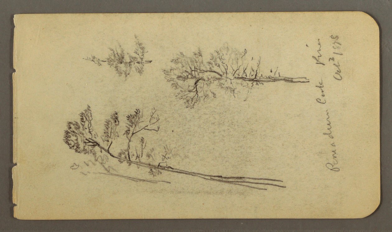 Dessin, études sur le pin, 1878 - Frederic Edwin Church