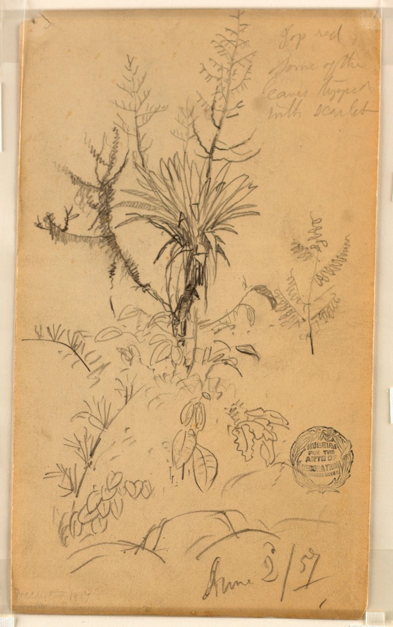 Dessin, étude de plantes et d