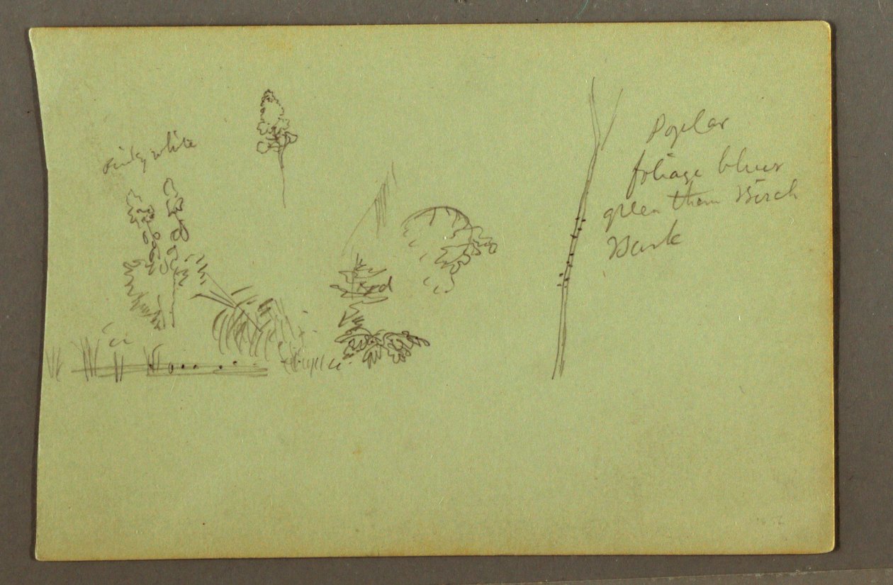 Dessin, études de plantes, peut-être 1856 - Frederic Edwin Church