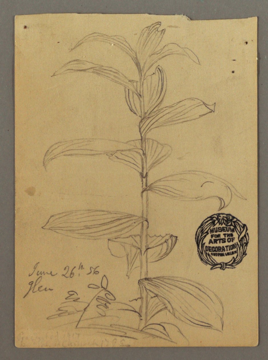 Dessin, étude de plantes, 26 juin 1856 - Frederic Edwin Church