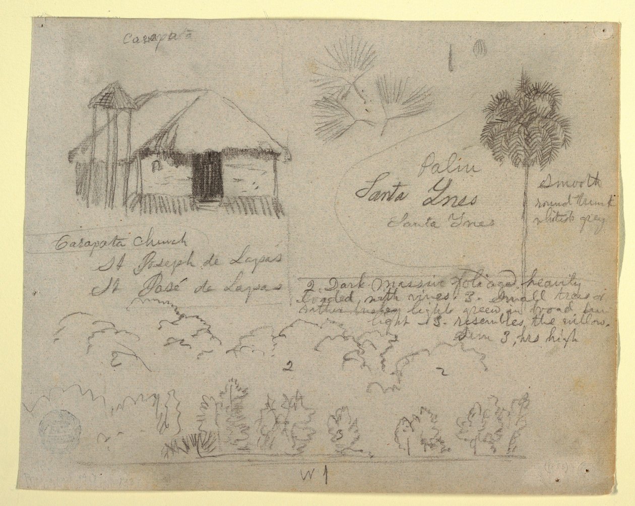 Dessin, église San Jose de Lapas, Carapata et études botaniques, probablement Colombie, 1853 - Frederic Edwin Church