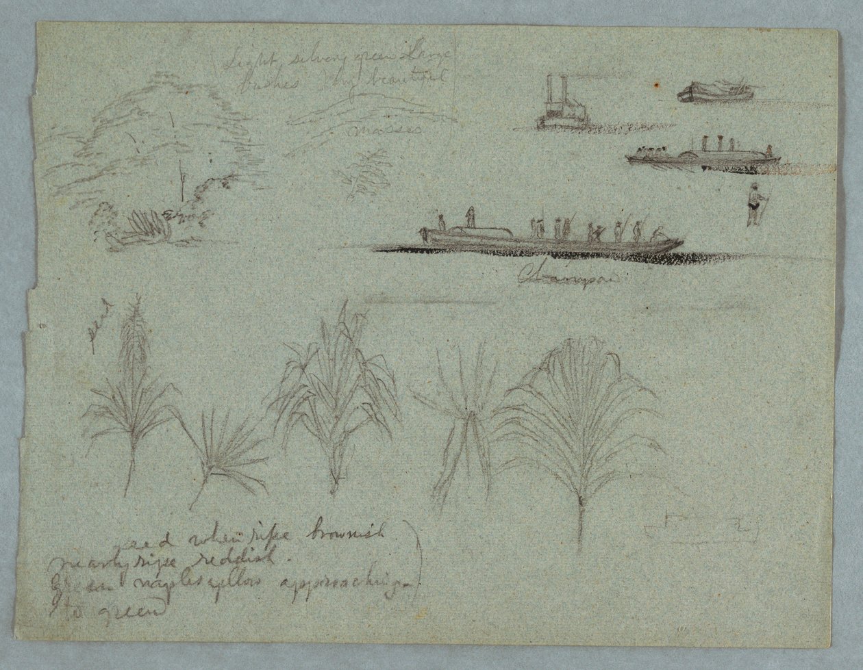 Dessin, Croquis du Rio Magdalena, Colombie :  Plantes, bateau à vapeur et champan, 1853, probablement mai - Frederic Edwin Church