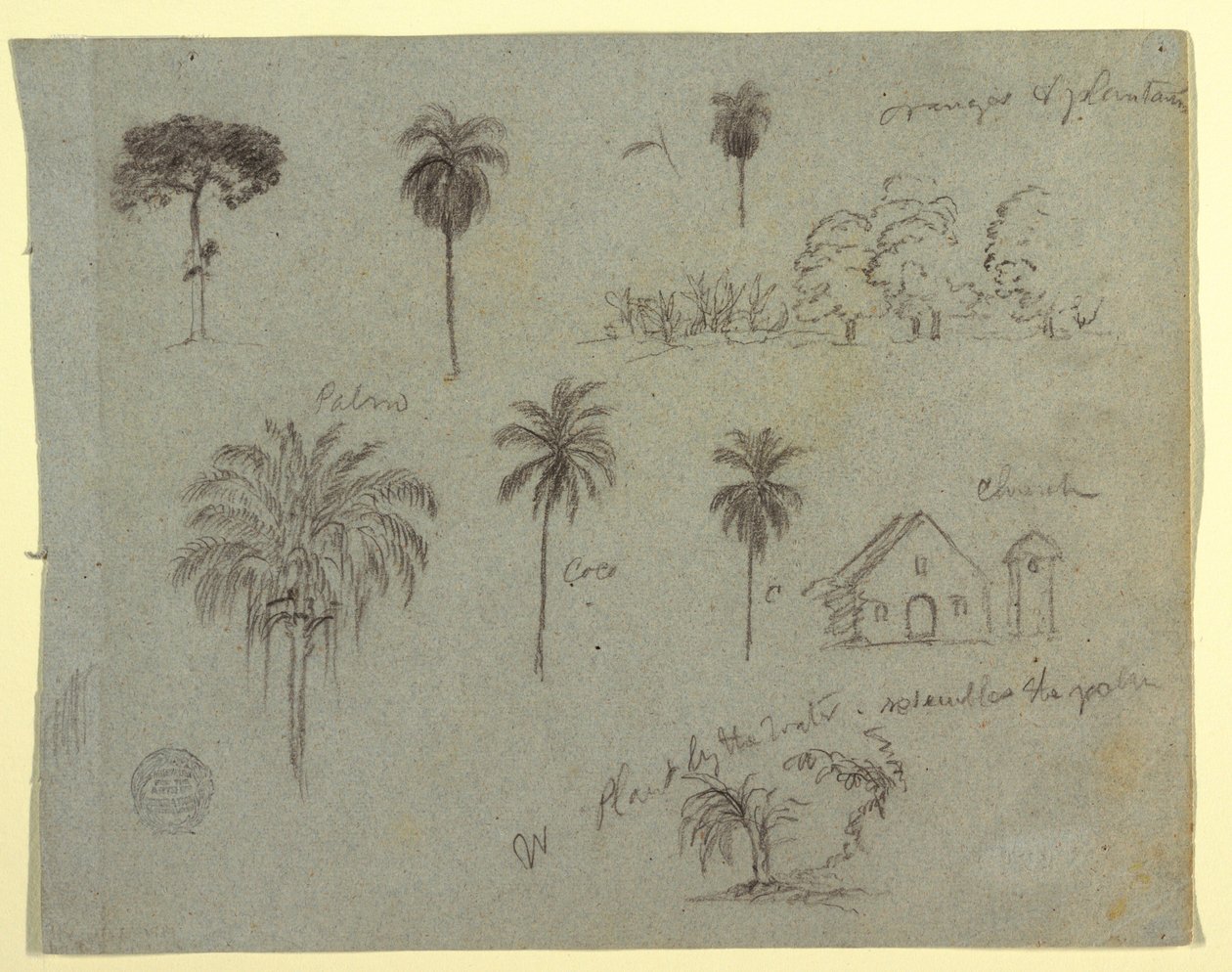 Dessin, Croquis du Rio Magdalene, Colombie :  Études botaniques et une église, mai 1853 - Frederic Edwin Church