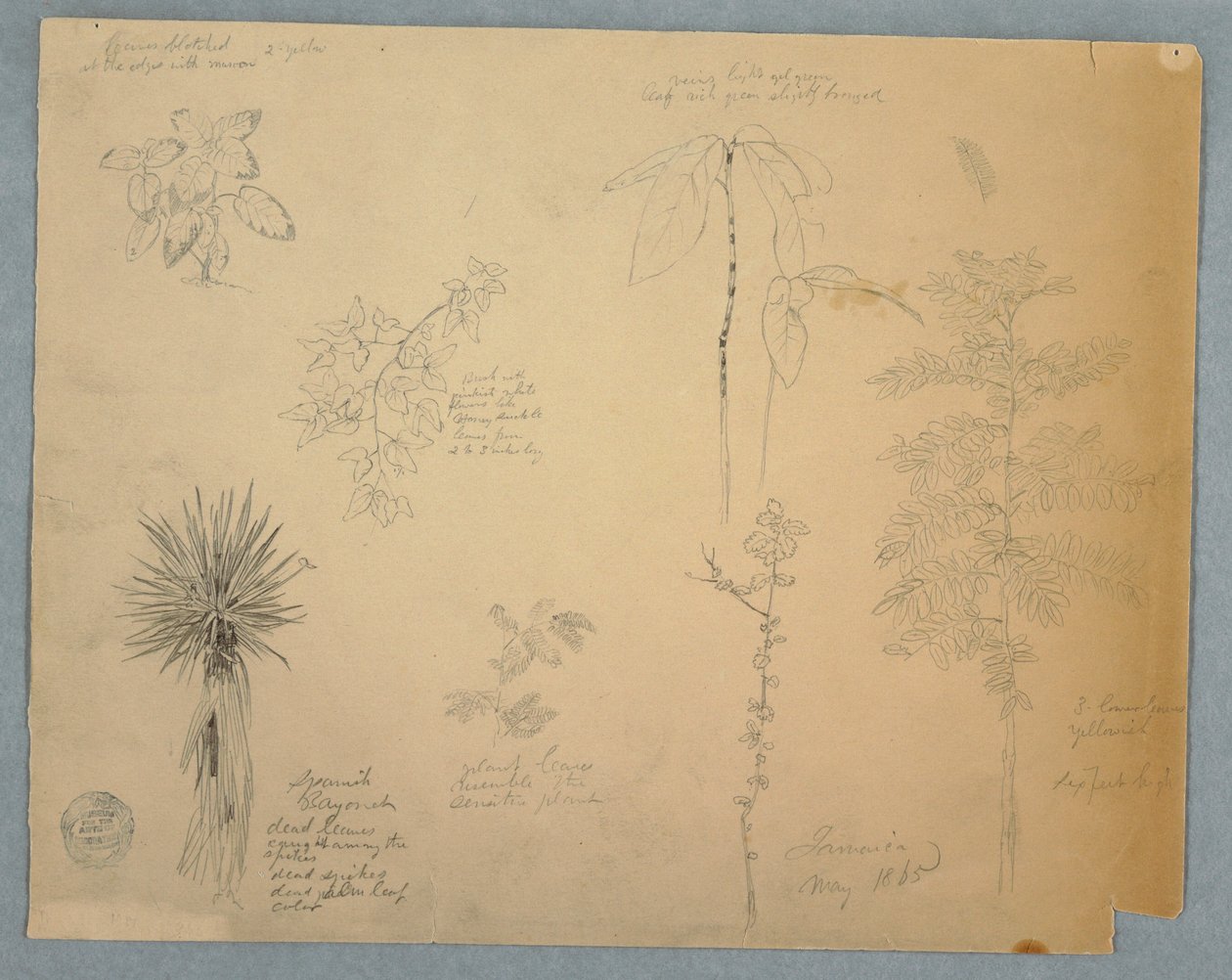 Dessin, baïonnette espagnole avec un arbre et cinq autres études de plantes, Jamaïque, mai 1865 - Frederic Edwin Church