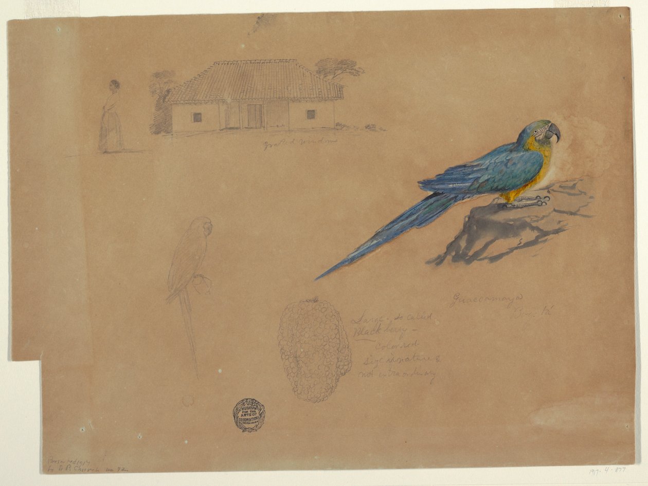 Dessin, Études de Guaccamaya, Bogota, Colombie, juin-juillet 1853 - Frederic Edwin Church