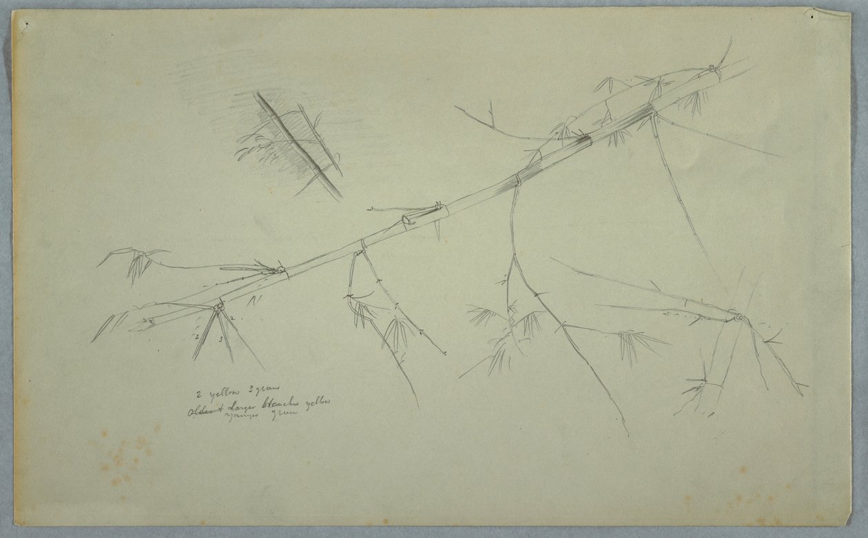 Dessin, étude de bambou, Jamaïque, mai-août 1865 - Frederic Edwin Church