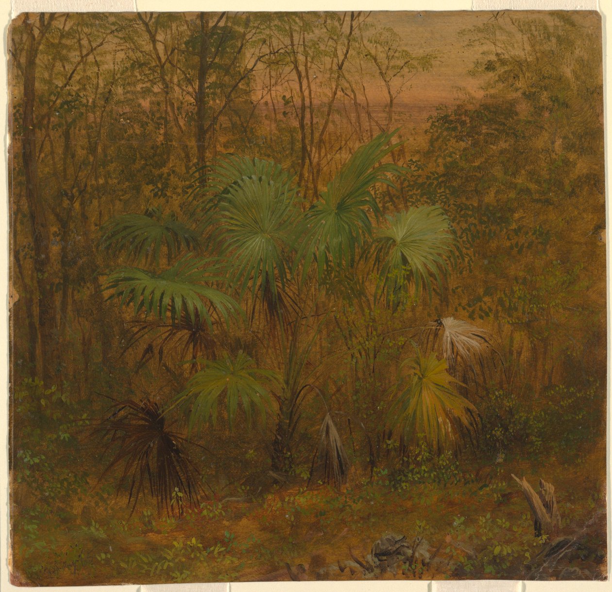 Dessin, Thatch Palm, Jamaïque, mai 1865 - Frederic Edwin Church