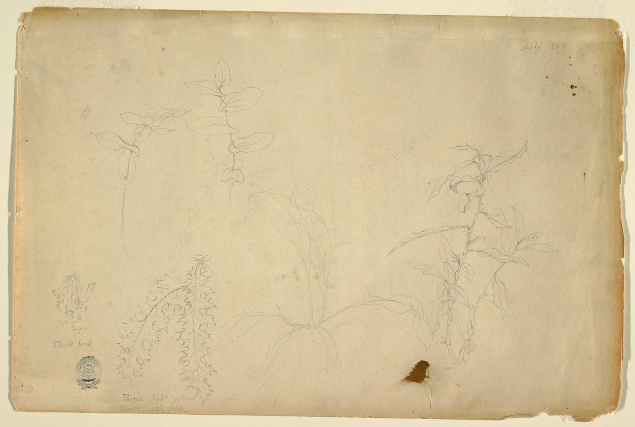 Dessin, Épines et chardons, juillet 1844 - Frederic Edwin Church