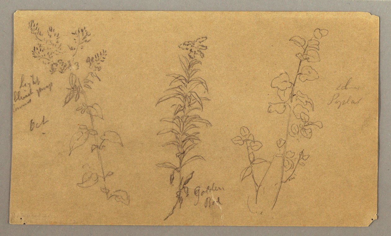 Dessin, Trois études de plantes, octobre 1865 - Frederic Edwin Church