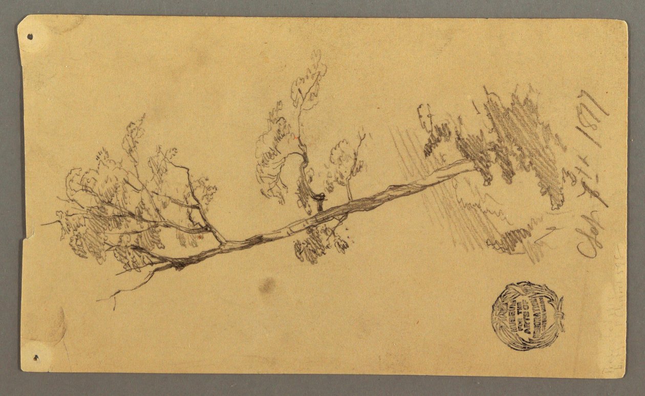Dessin, arbre, 1877 - Frederic Edwin Church