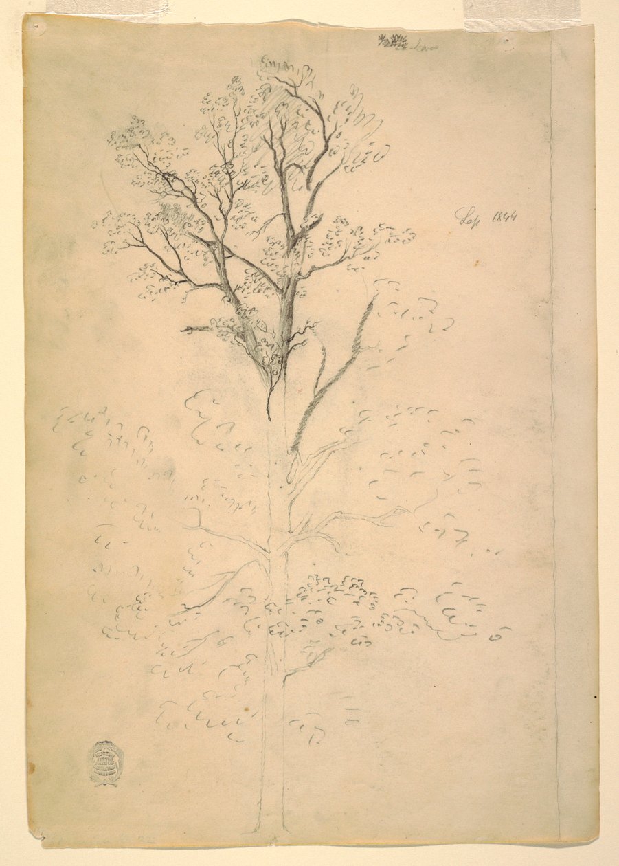 Dessin, arbre, septembre 1844 - Frederic Edwin Church