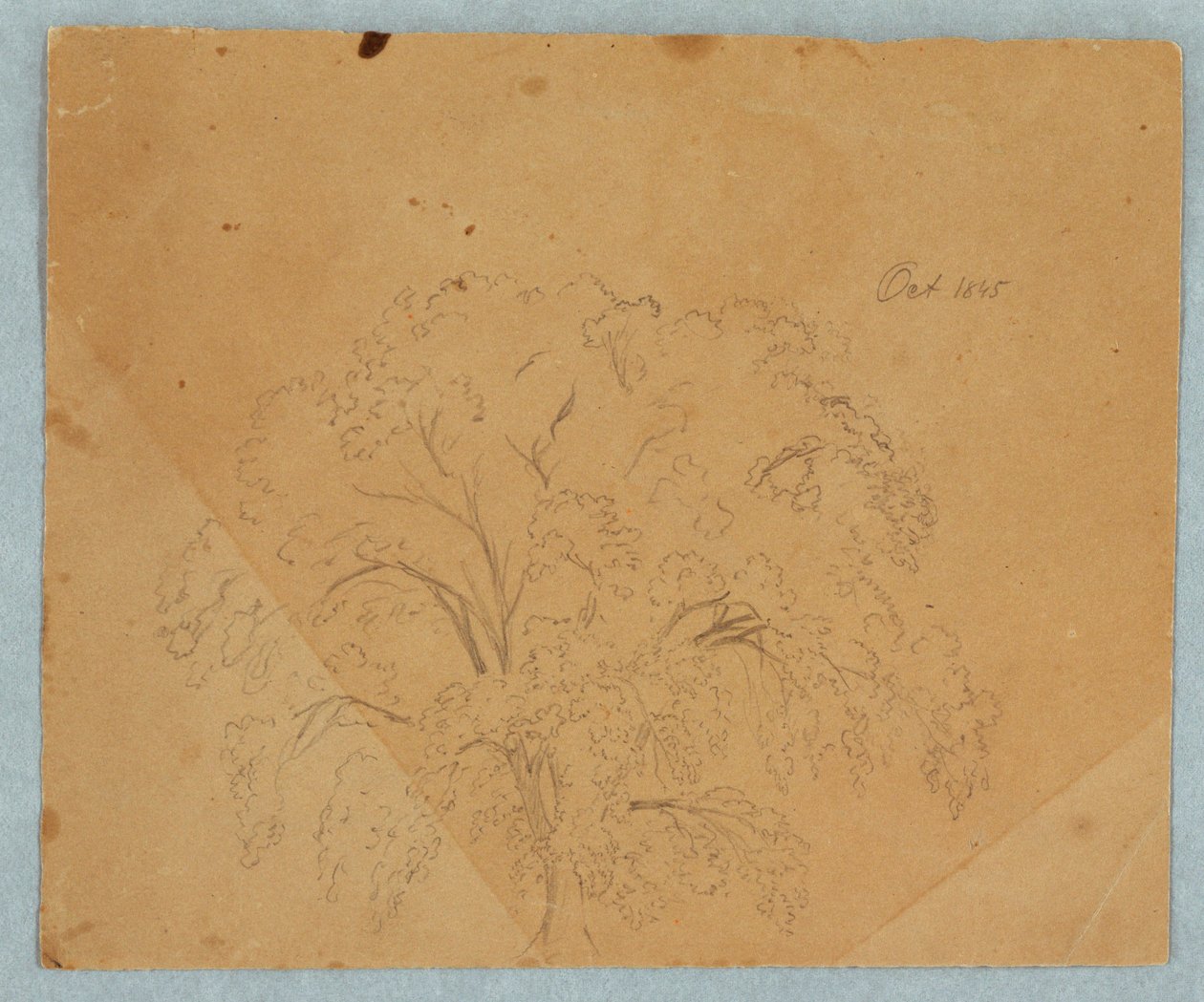 Dessin, arbre ; verso : vue d