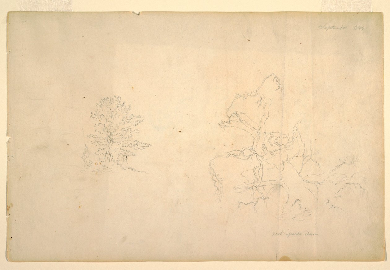 Dessin, Arbre et tronc d