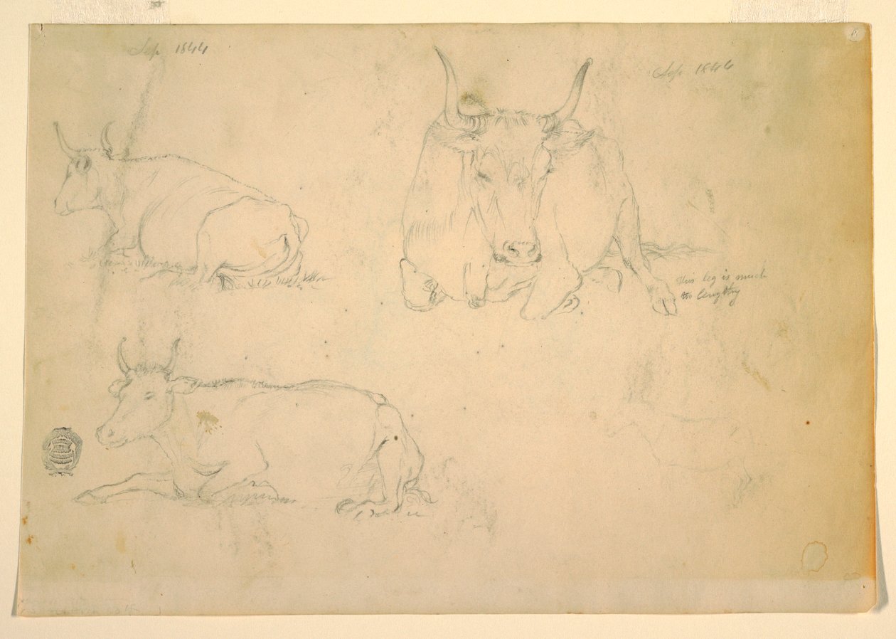 Dessin, Vues de bovins accroupis, septembre 1844 - Frederic Edwin Church