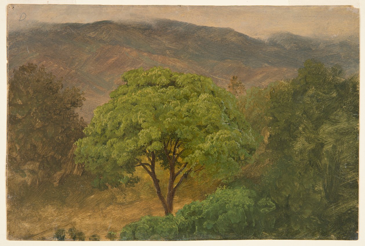 Arbre de genip dans les montagnes, Jamaïque - Frederic Edwin Church