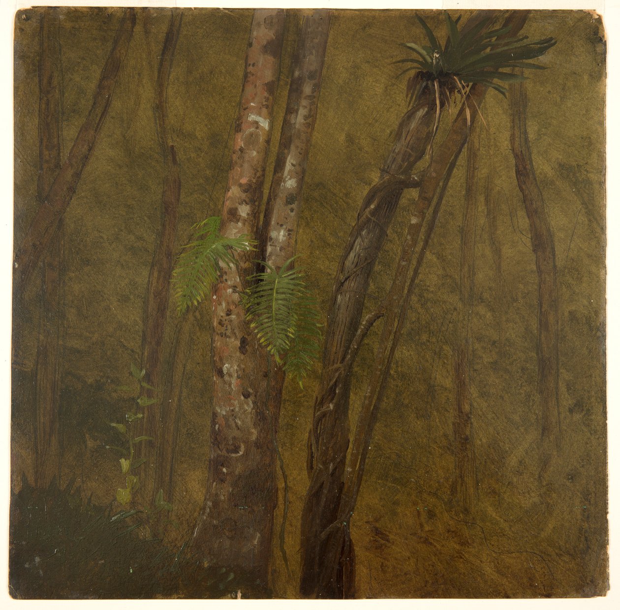Paysage en Jamaïque - Frederic Edwin Church