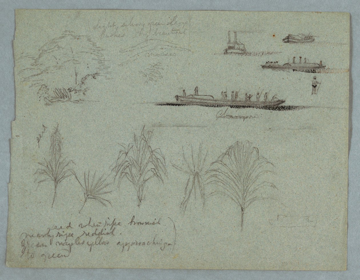 Croquis du Rio Magdalena, Colombie : Plantes, vapeur et un champan - Frederic Edwin Church