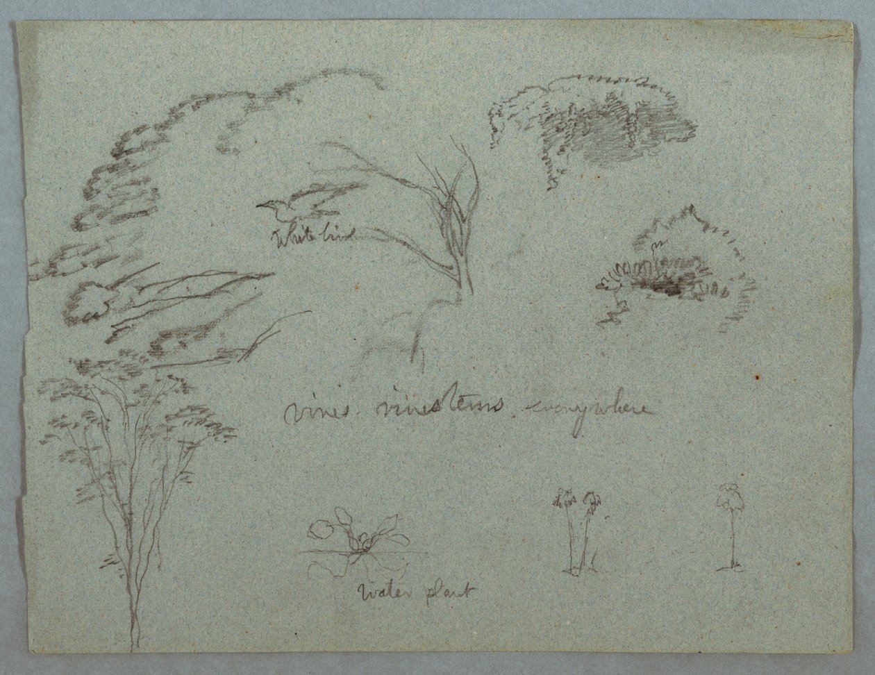Études de la rivière Magdalena, Colombie : Cimes des arbres, oiseau blanc volant, vignes et trois plantes à fleurs - Frederic Edwin Church