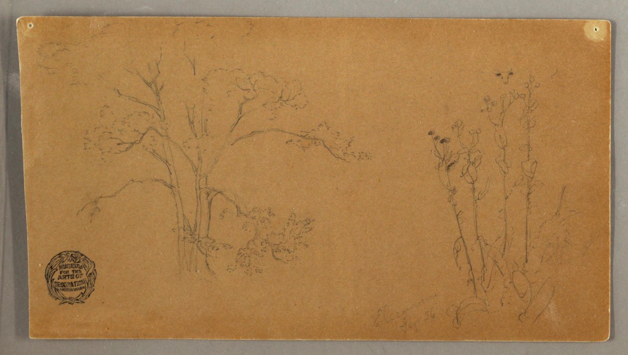 Arbres et plantes, Aunée - Frederic Edwin Church