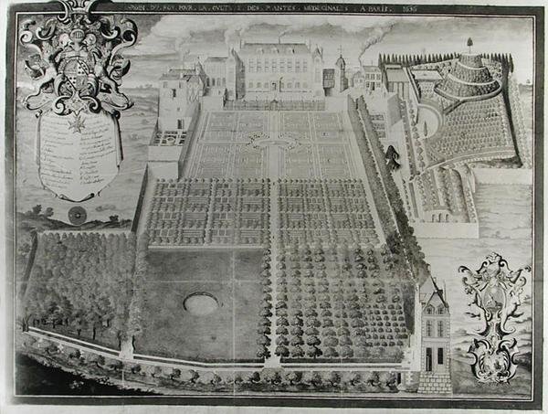 Le jardin de plantes médicinales du roi, 1636 - Frederic Scalberge