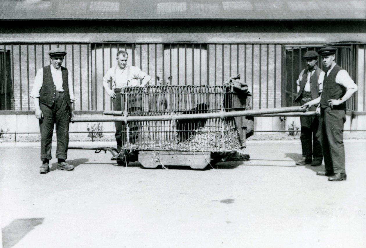 Un léopard noir transporté dans une cage par des gardiens au zoo de Londres, juin 1922 - Frederick William Bond