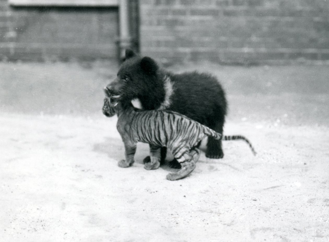 Un ourson brun joue avec un ourson tigre au zoo de Londres, avril 1914 - Frederick William Bond