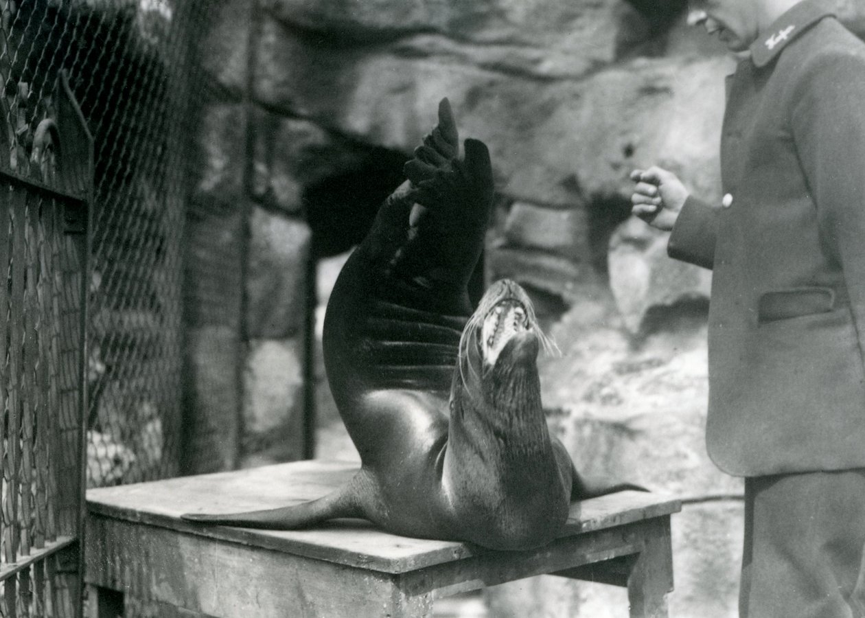 Un lion de mer californien se produit pour son gardien au zoo de Londres, juillet 1921 - Frederick William Bond