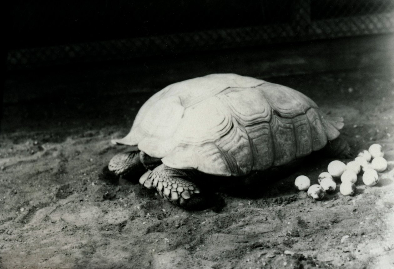 Une tortue sillonnée ou tortue à éperons africains avec ses œufs au zoo de Londres, juillet 1922 - Frederick William Bond