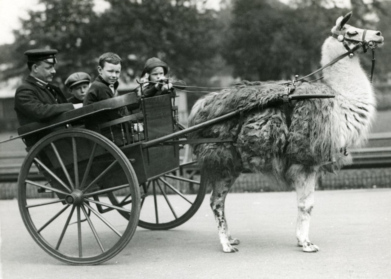 Promenade en charrette à lama avec gardien et enfants au zoo de Londres, mai 1914 - Frederick William Bond