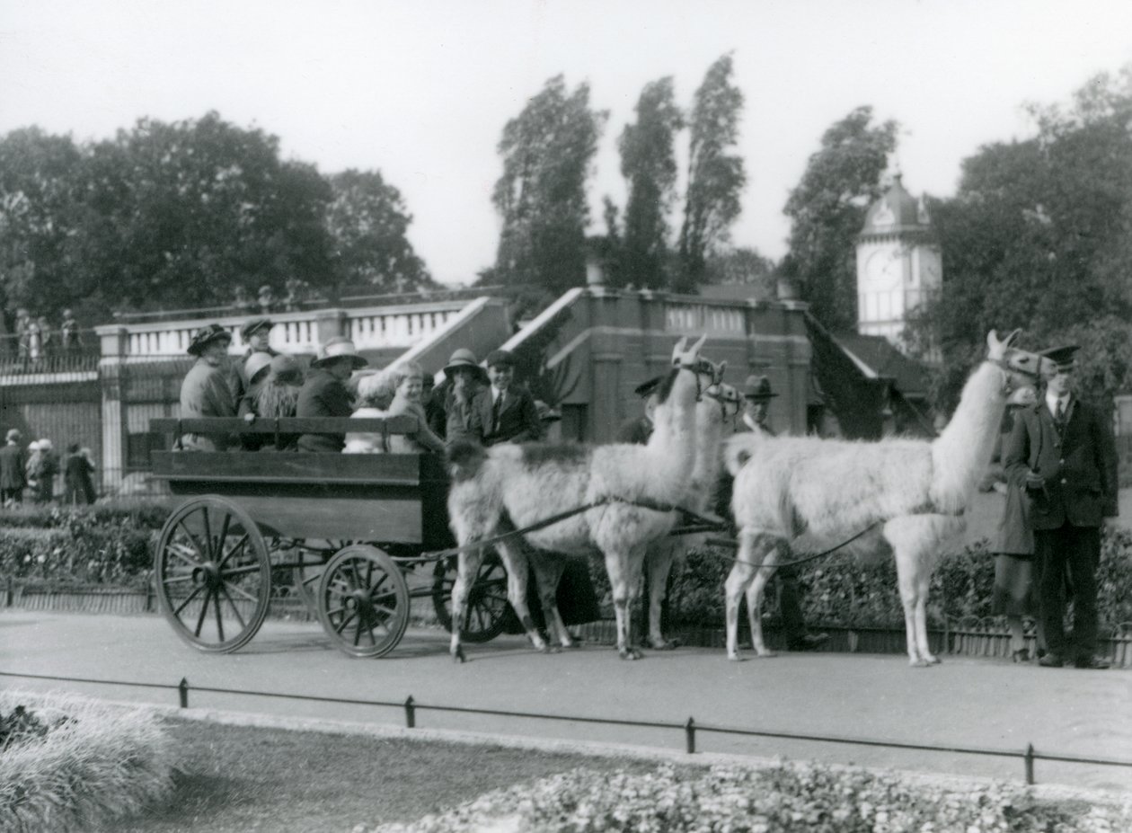 Promenade en charrette de lama pour les visiteurs avec trois lamas conduits par des gardiens, Zoo de Londres, août 1923 - Frederick William Bond