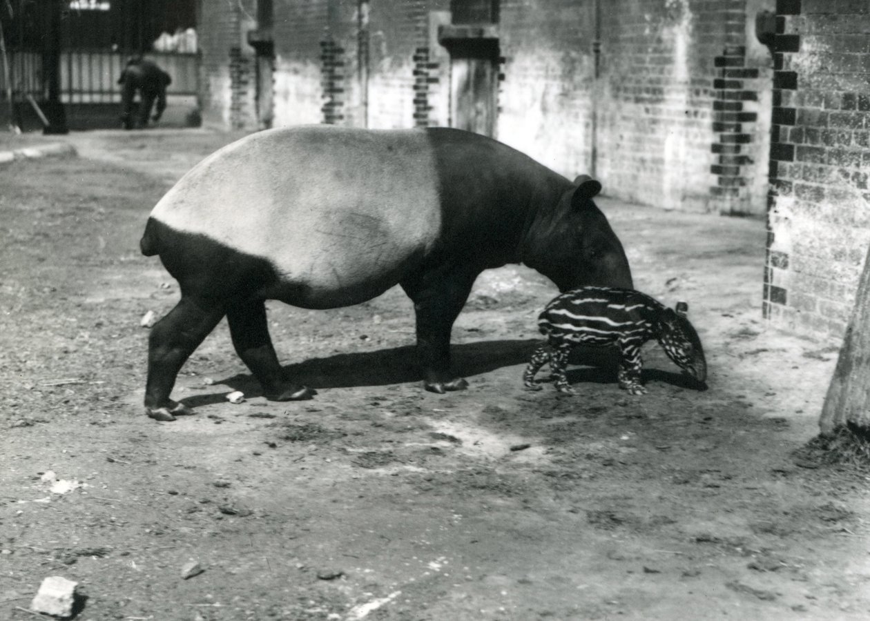 Un tapir malais avec son bébé de 4 jours au zoo de Londres, juillet 1921 - Frederick William Bond
