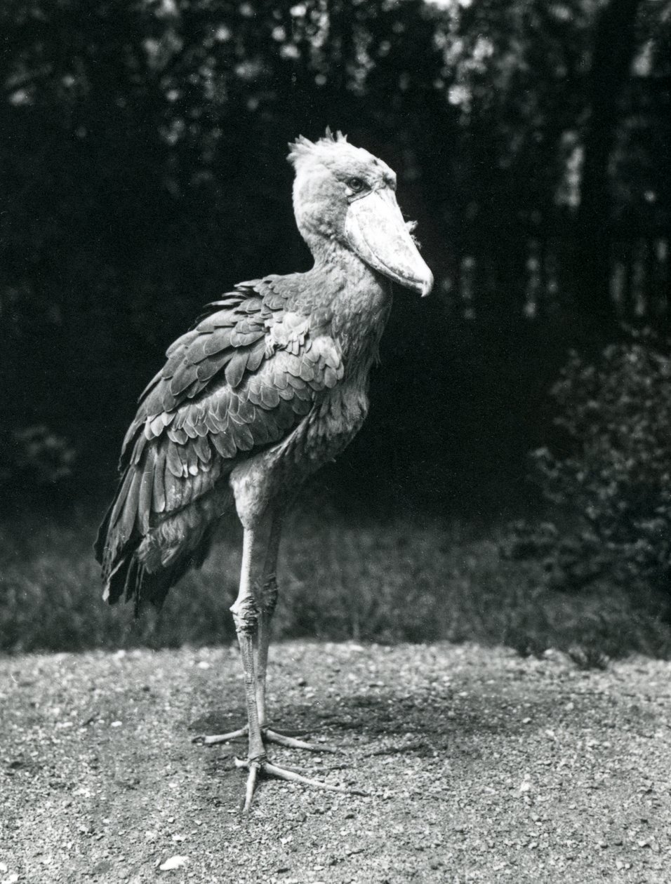 Un bec-en-sabot ou cigogne à tête de baleine au zoo de Londres, juin 1914 - Frederick William Bond