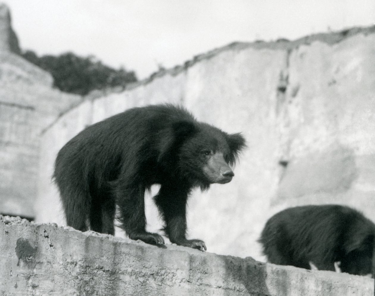 Un ours paresseux regarde depuis son enclos devant les terrasses Mappin, Zoo de Londres, septembre 1914 - Frederick William Bond