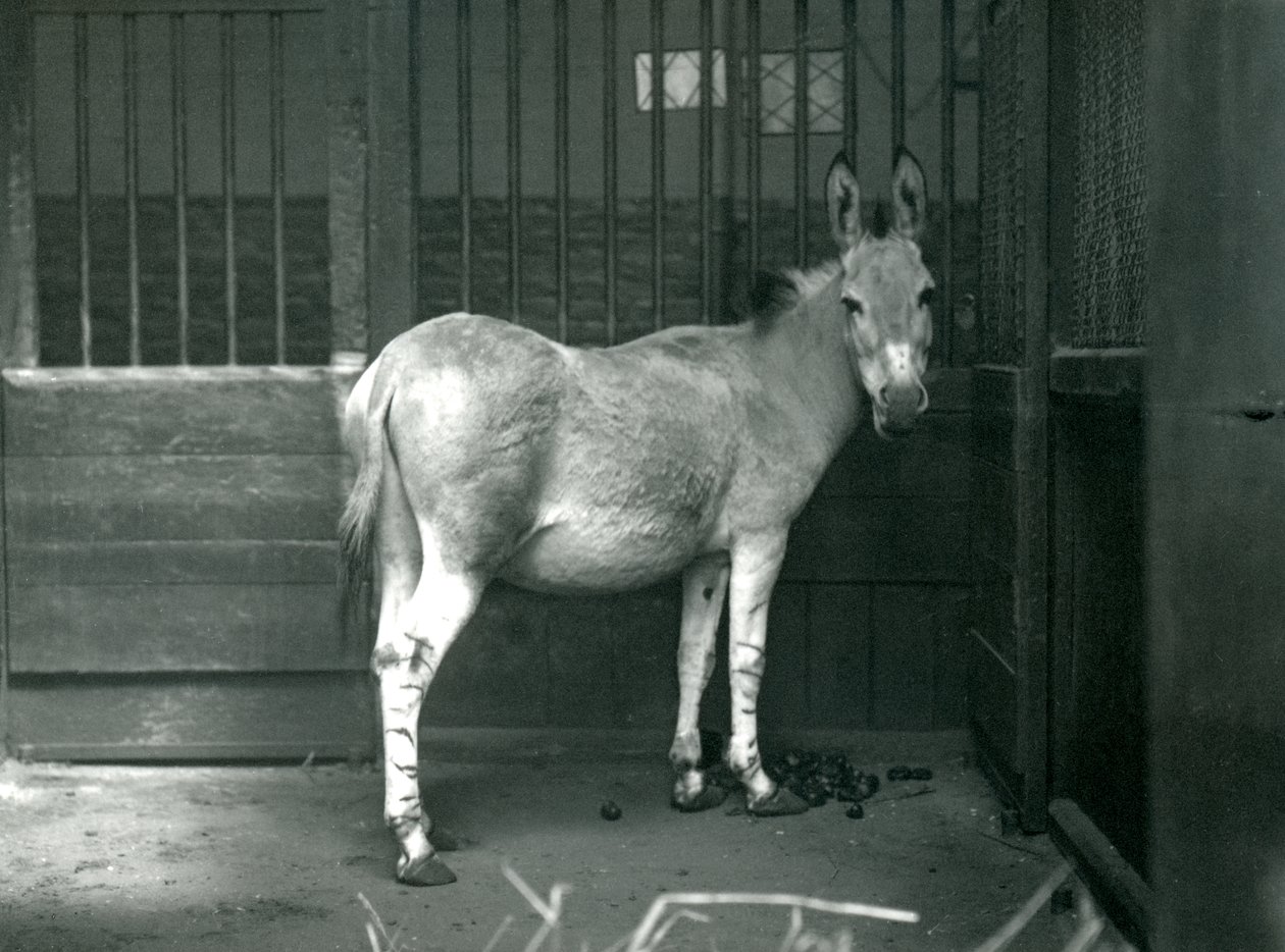 Un âne sauvage somalien au zoo de Londres, 1915. L