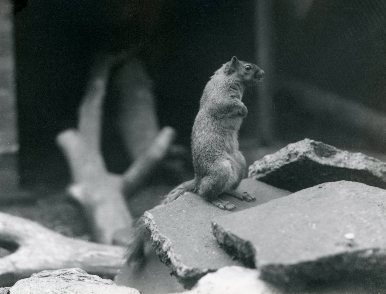 Un Écureuil Renard perché sur des rochers au Zoo de Londres. Août 1916. - Frederick William Bond