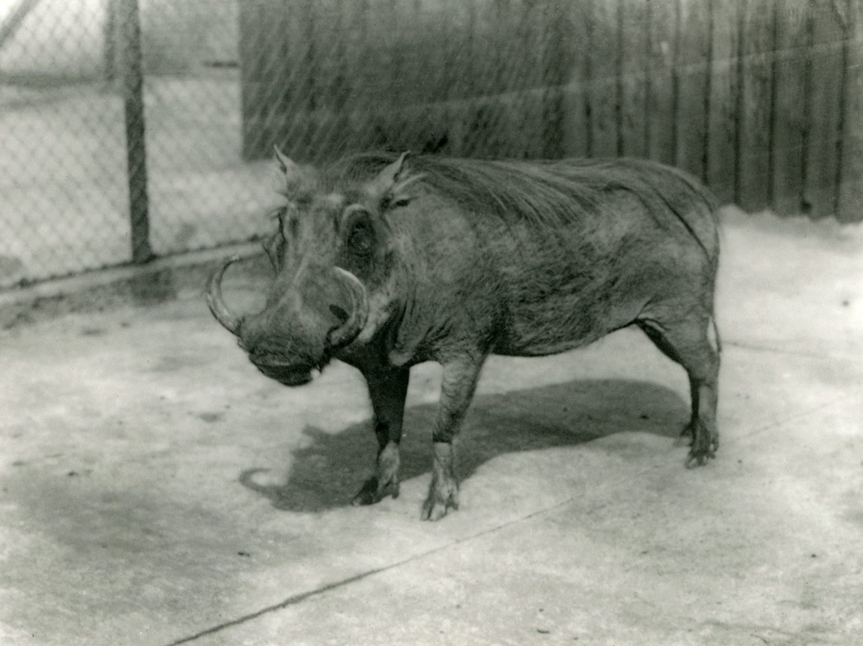 Un phacochère, zoo de Londres, 1923 - Frederick William Bond