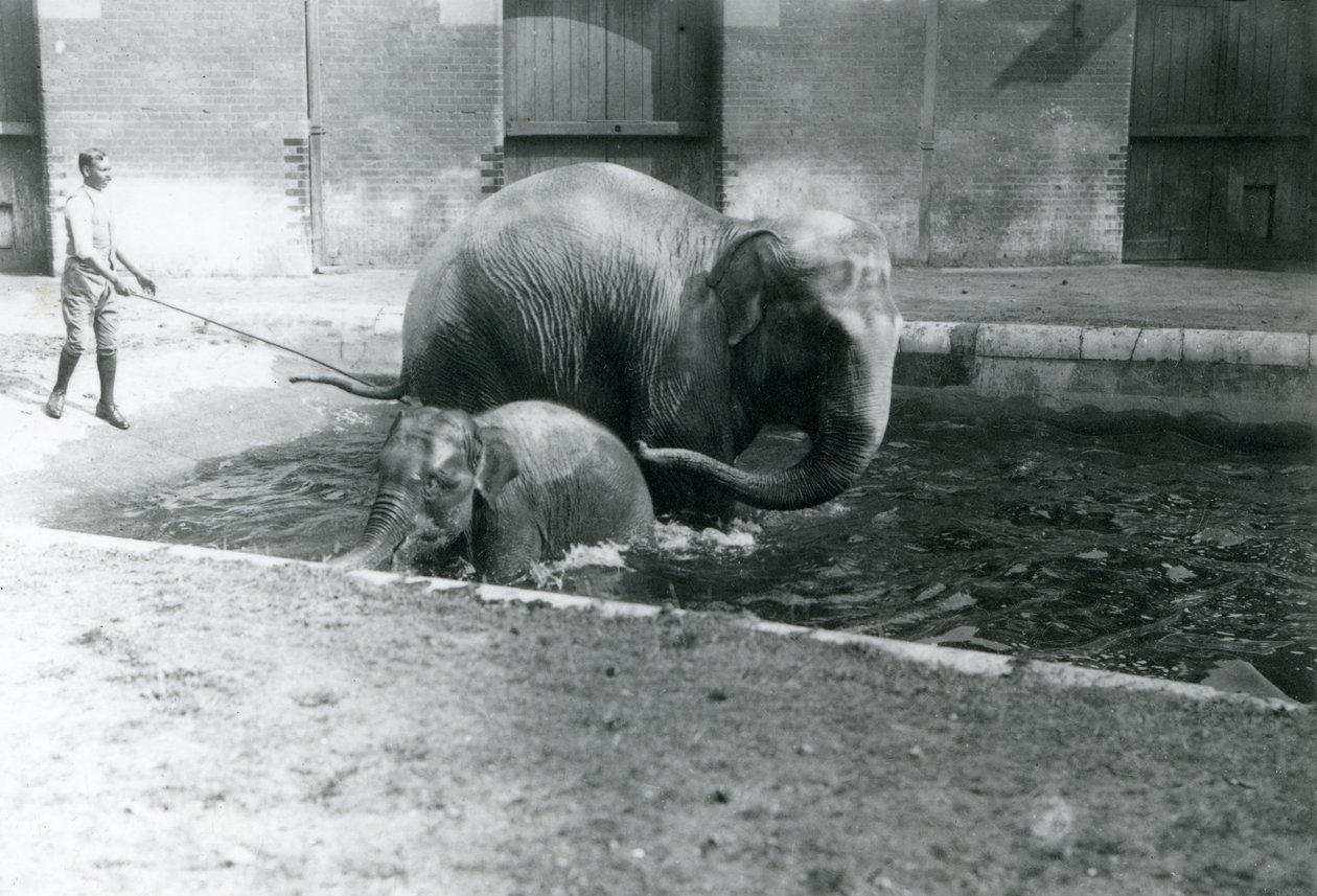Un éléphant d