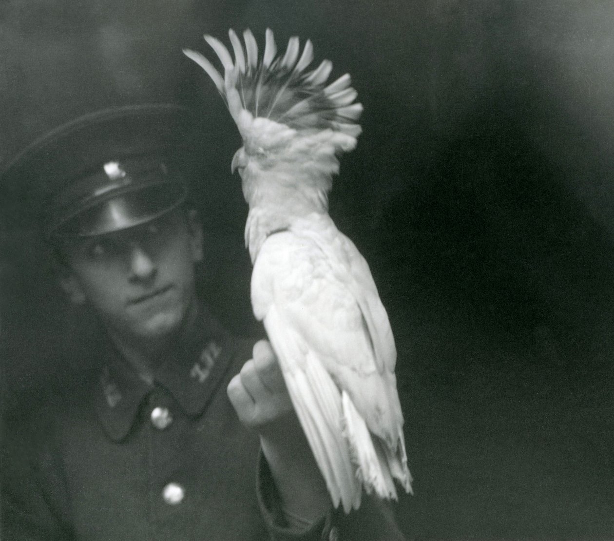 Un gardien tient un jeune cacatoès au zoo de Londres, septembre 1921 - Frederick William Bond