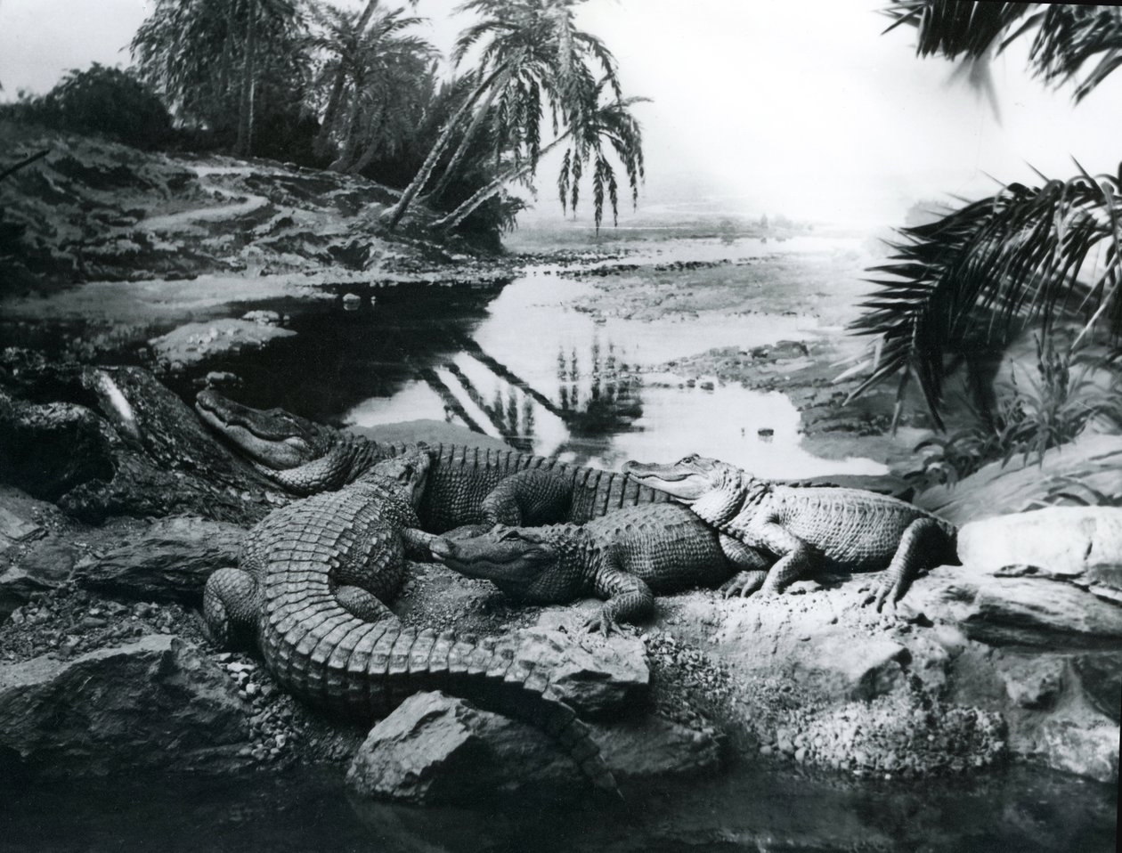Alligators, dans un panorama, au zoo de Londres, 1928 - Frederick William Bond