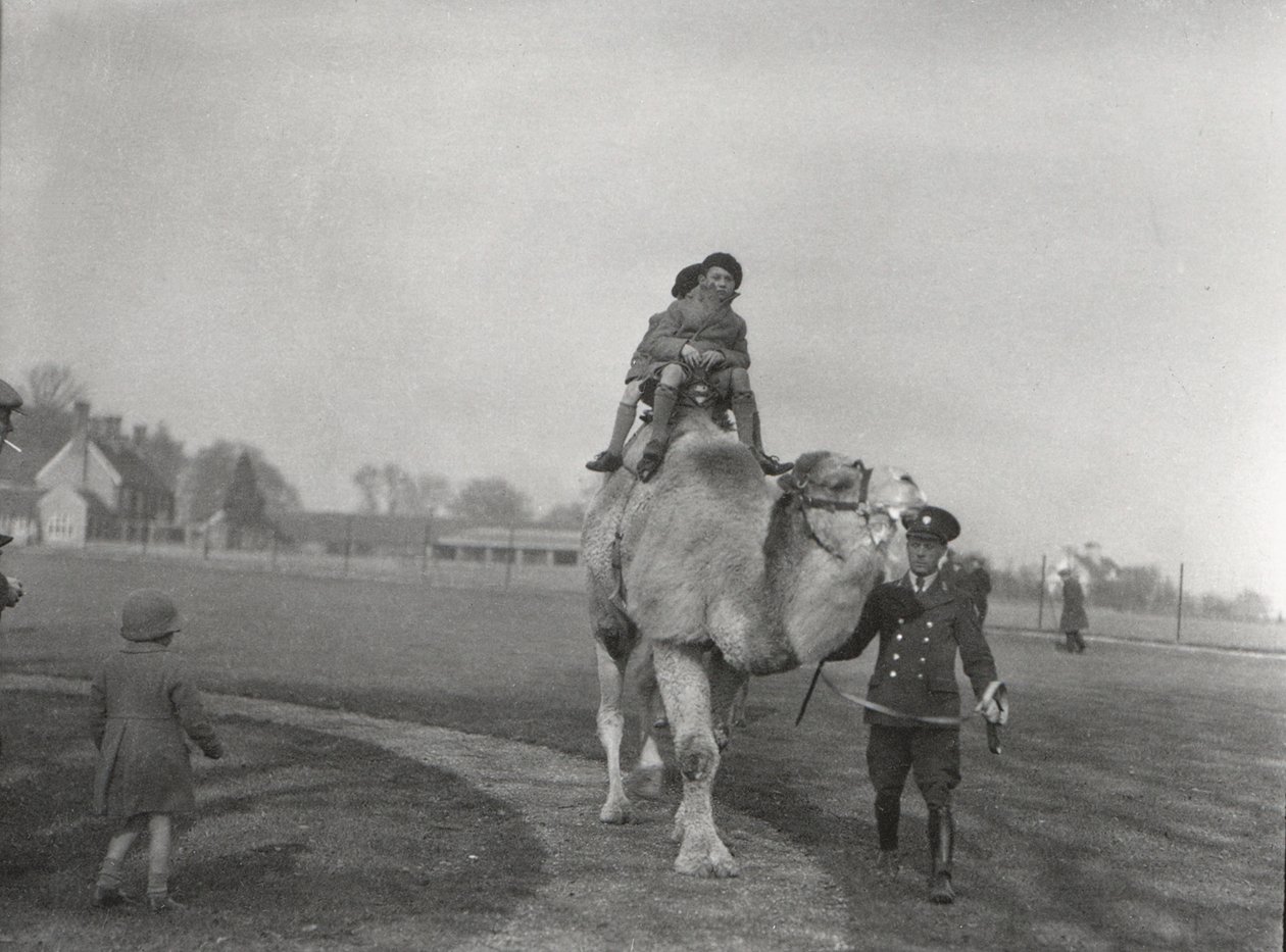Un chameau arabe emmenant deux enfants pour une promenade au ZSL Whipsnade, mars 1932 - Frederick William Bond
