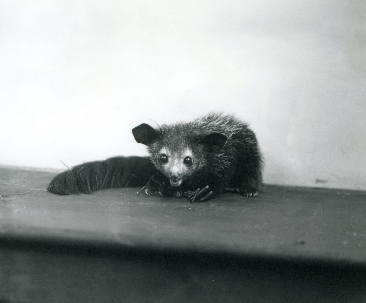 Un Aye-aye au Zoo de Londres, octobre 1913 - Frederick William Bond