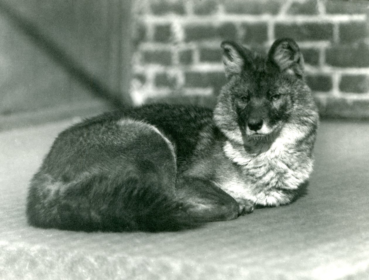Un dhole ou chien sauvage asiatique en voie de disparition se reposant au zoo de Londres, 1923 (photo nb) - Frederick William Bond