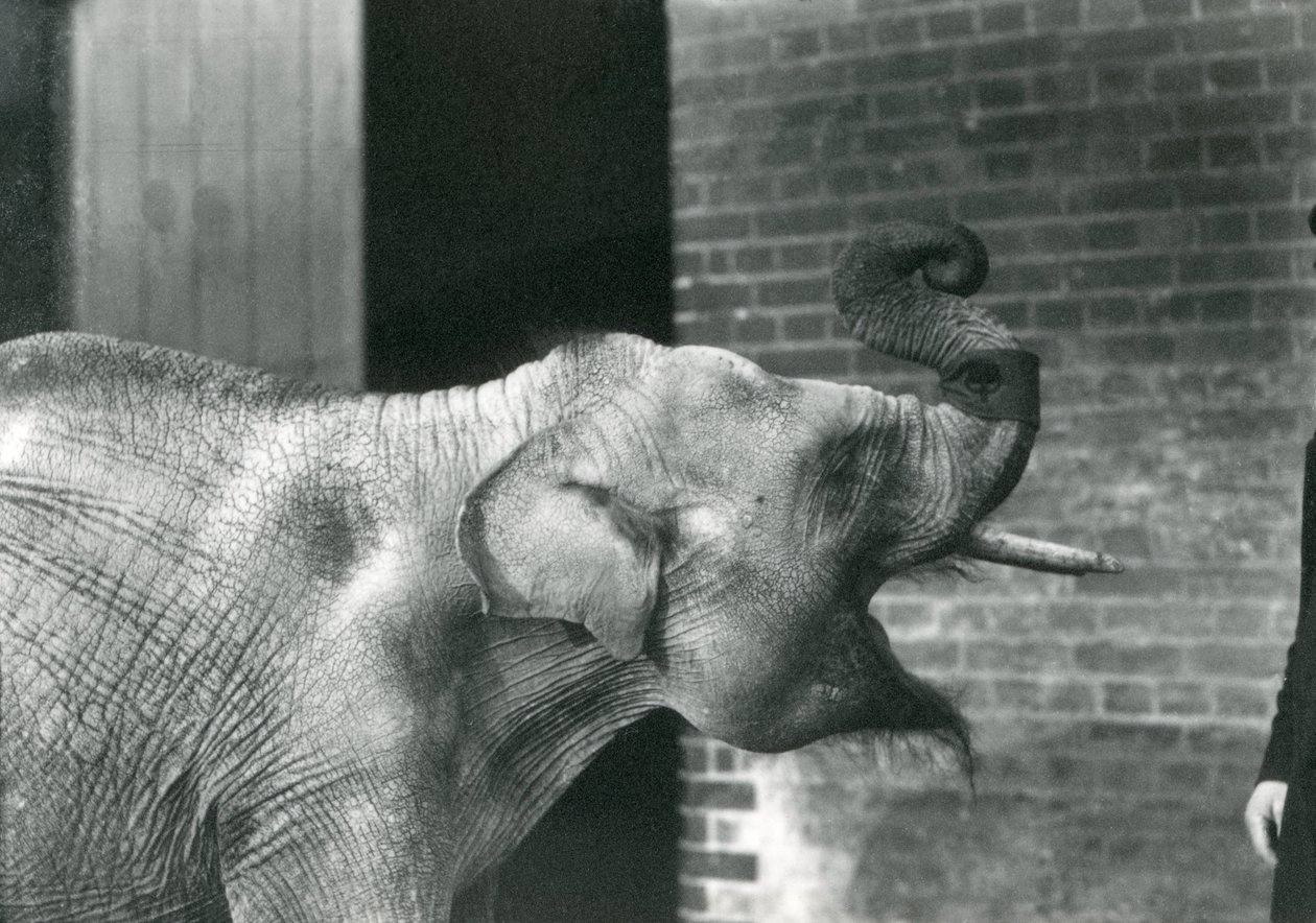 Bébé éléphant asiatique avec son gardien, zoo de Londres, novembre 1915. L