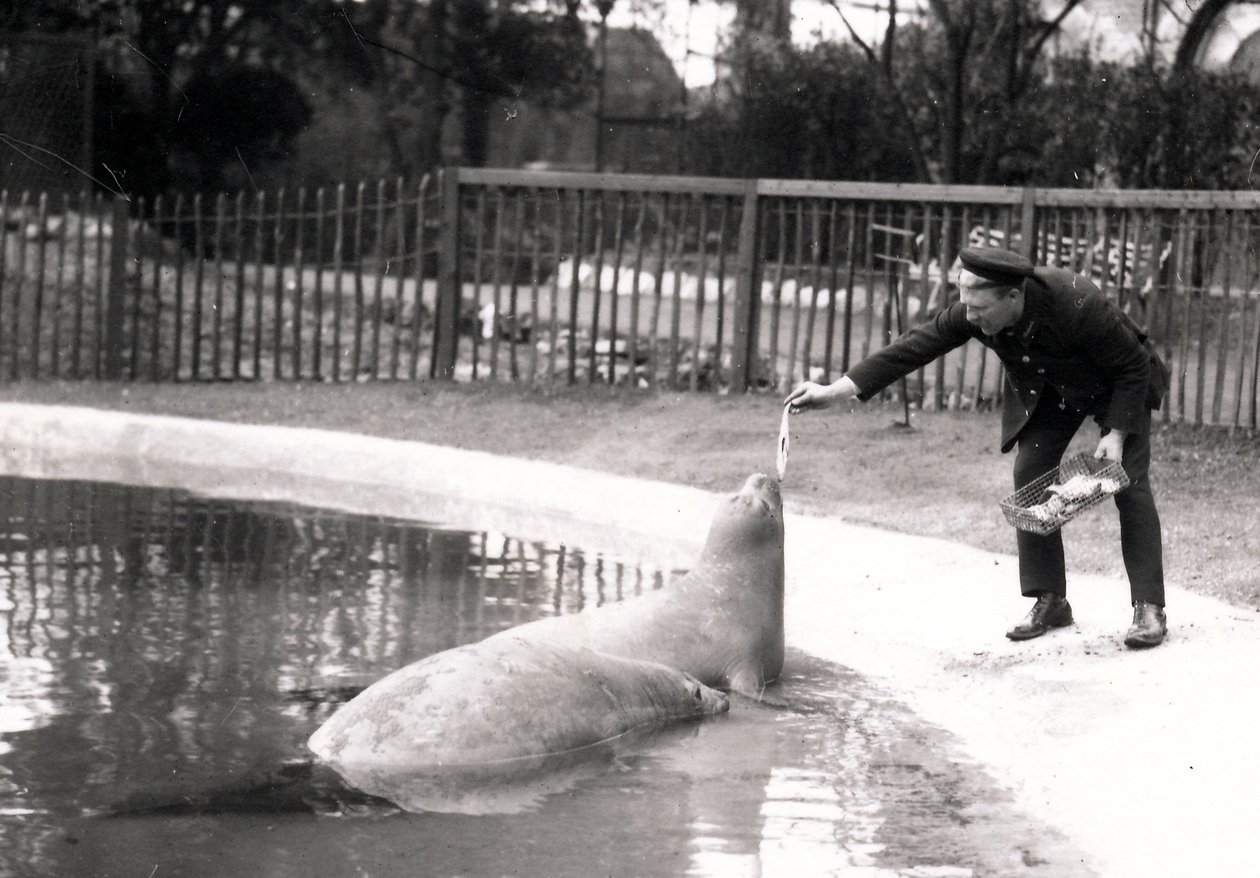 Éléphants de mer nourris par leur gardien, 1914 - Frederick William Bond