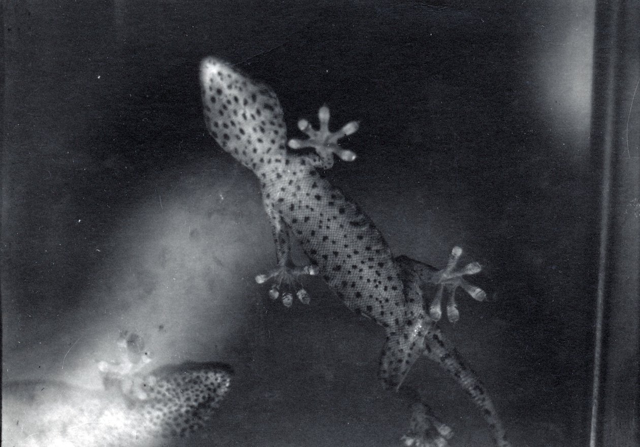 Gecko sur verre - Frederick William Bond
