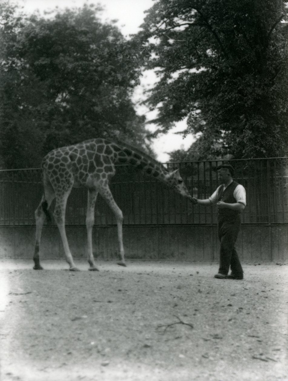Girafe 